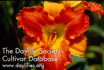 Daylily Hurst So Different